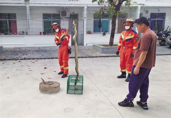 保亭消防及时处置蟒蛇。（消防供图）