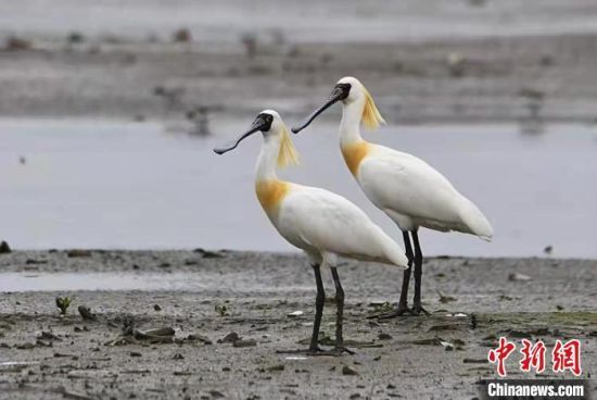  黑脸琵鹭现身浙江温岭箬横　陈夏富 摄