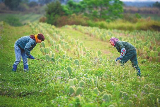 在儋州市王五镇优泮村中美墨仙人掌基地，工人在清理杂草，对仙人掌进行养护。记者 袁琛 摄