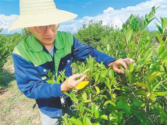 5月10日，在澄迈金江镇后岭村，返乡创业大学生陈平正在查看山茶树生长情况。本报记者 高懿 摄