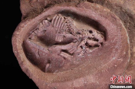  “英贝贝”鸭嘴龙胚胎化石。　英良石材自然历史博物馆供图