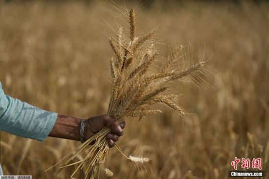 2022年4月28日，一名印度妇女正在收割小麦。