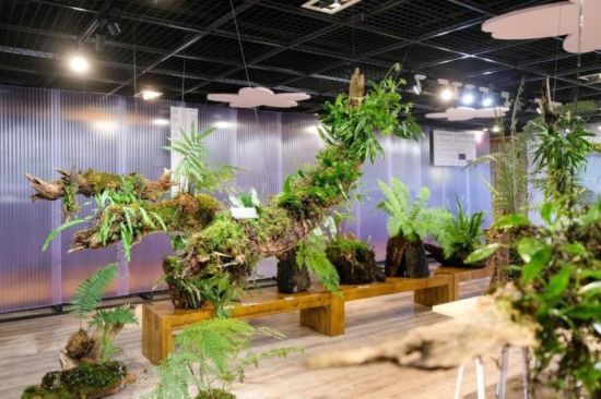 18日起，台湾阿里山森林游乐区旅客服务中心2楼举办“入森。蕨赏－阿里山蕨类生态展”，民众可欣赏到园区特色蕨类植物。 台湾“中央社”图 嘉义林管处提供
