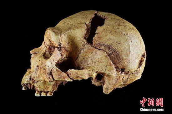 当地时间2022年6月22日，英国伦敦，剑桥大学考古系发布未注明日期的图片，展示了海德堡人的头骨化石模型。图片来源：视觉中国