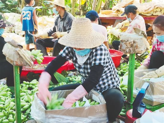 近日，澄迈金江镇京岭村，蕉农正在将香蕉装箱。（澄迈澄供乐农电子商务有限公司供图）