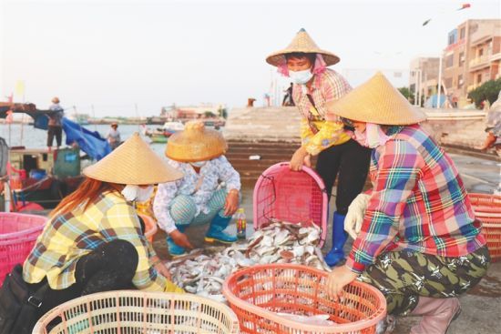 昌江海尾镇渔港码头，渔民在分拣、装运渔获。符健柏 摄