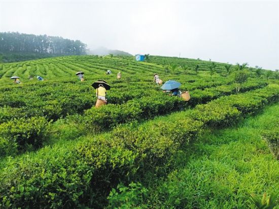 茶农在采摘茶叶。（白沙融媒体中心供图）