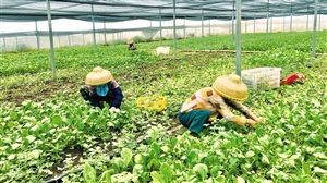 8月19日，工人在澄迈红财热带水果种植合作社蔬菜种植基地采收新鲜蔬菜。 通讯员 冯刚 摄