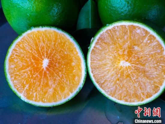 海南琼中绿橙开摘 今年预计产量1800万斤
