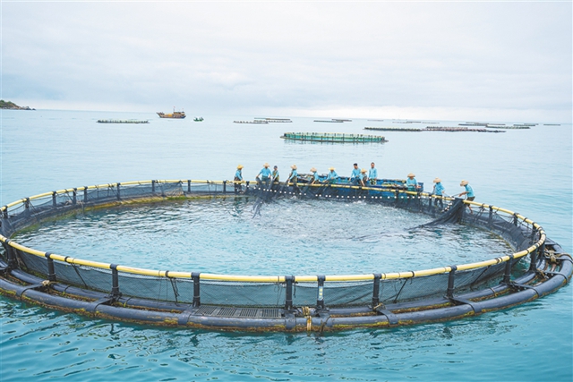 在三亚西岛深水网箱养殖基地，渔民捕捞金鲳鱼。本报记者 袁琛 摄