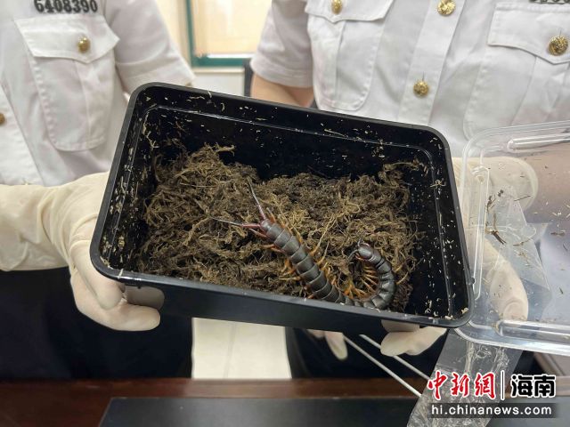 加拉帕戈斯巨人蜈蚣。海口海关供图