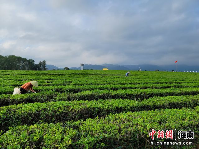 资料图：茶农在白沙的茶场采收早春茶。王晓斌 摄