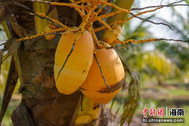 屯昌县金椰子种植基地的金椰子。凌楠 摄