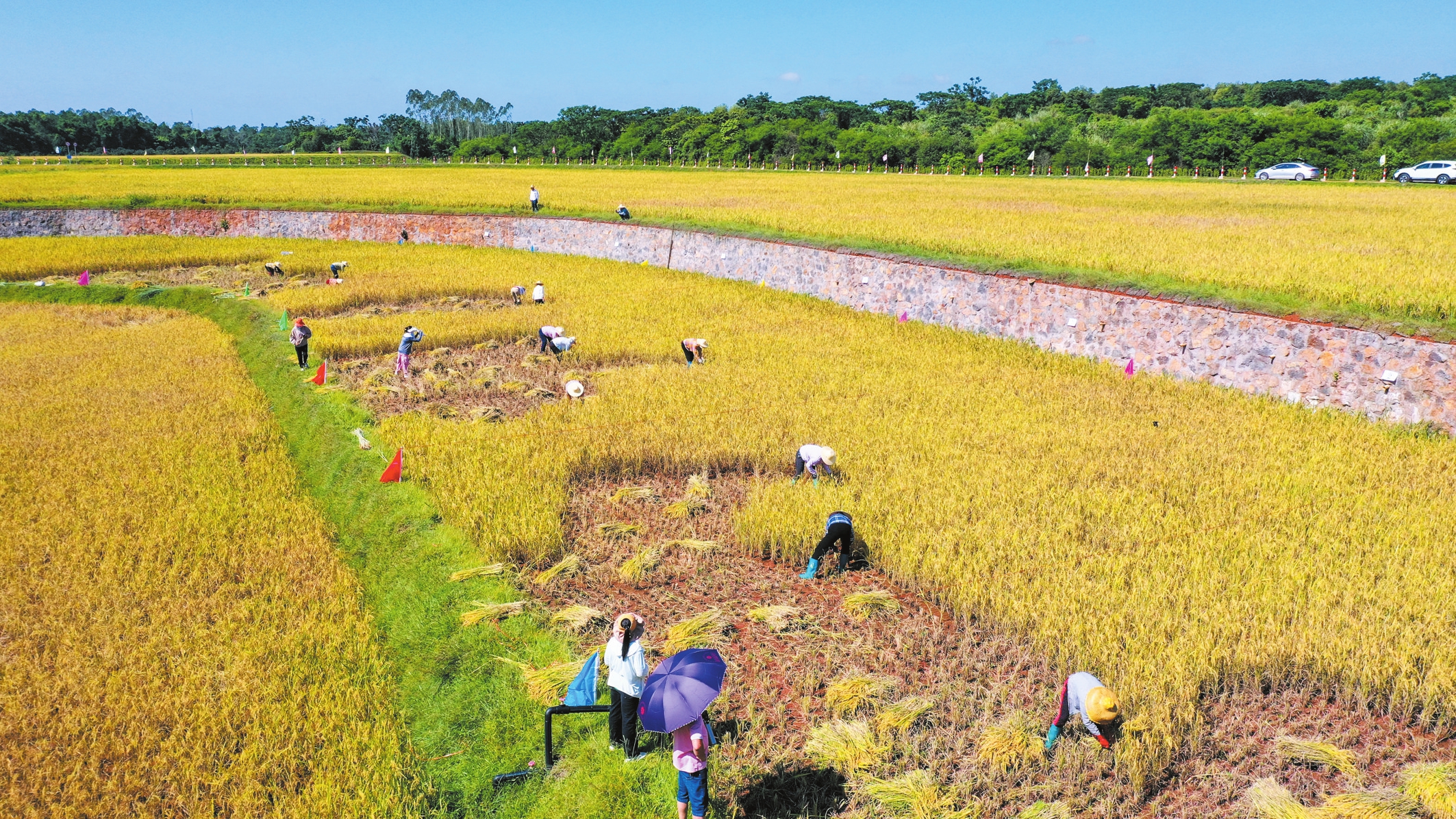5月30日，龙华区遵谭镇群力村委会那化农场，村民正在进行割稻谷比赛。 本报记者 康登淋 摄