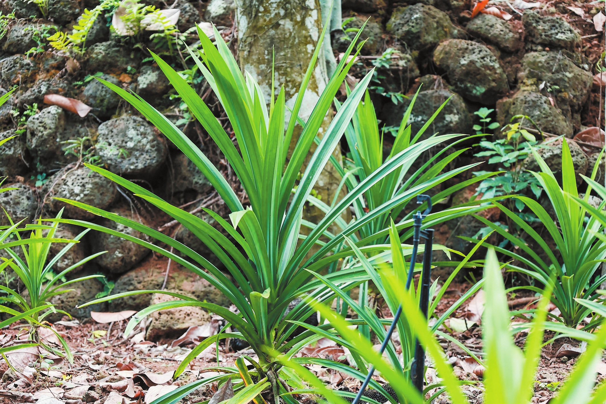 ���գ�λ����������Ȫ��ΰ��ĸ�ΰʯ�ϰ��������ڣ�һ�شذ������������� �������� ������ ��