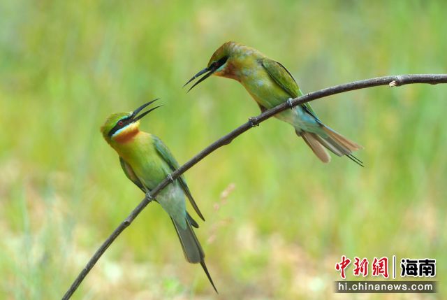 资料图：栗喉蜂虎栖息在海口五源河下游蜂虎保护小区。卢刚摄