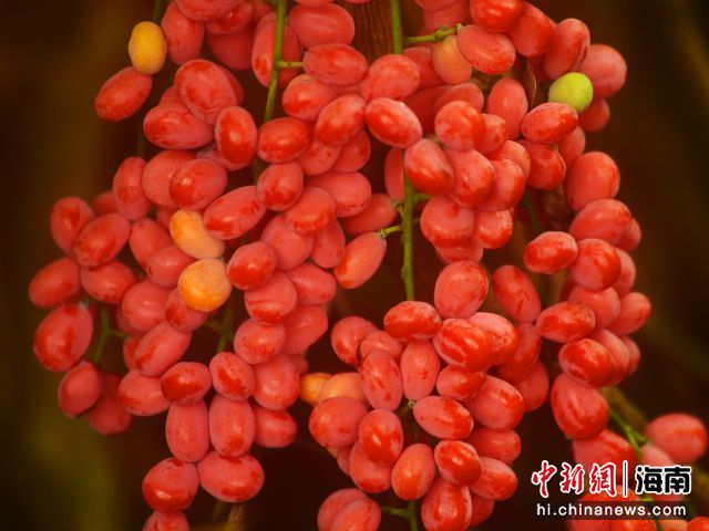618գȴɭУꡰ԰׳ӹ硱ۣʵ飬觡 