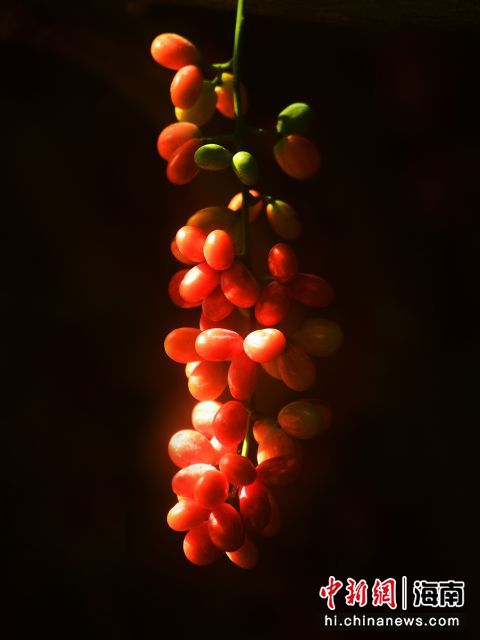 618գȴɭУꡰ԰׳ӹ硱ۣʵ飬觡 