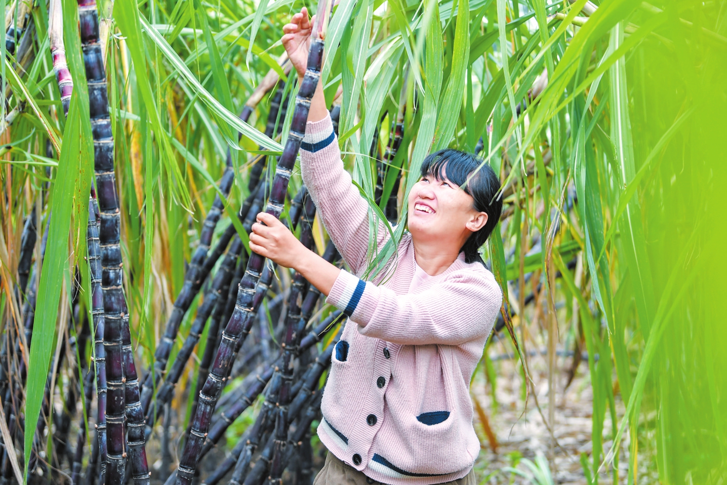 鸭塘村蔗农正在砍收成熟的甘蔗。本报记者 苏弼坤 摄