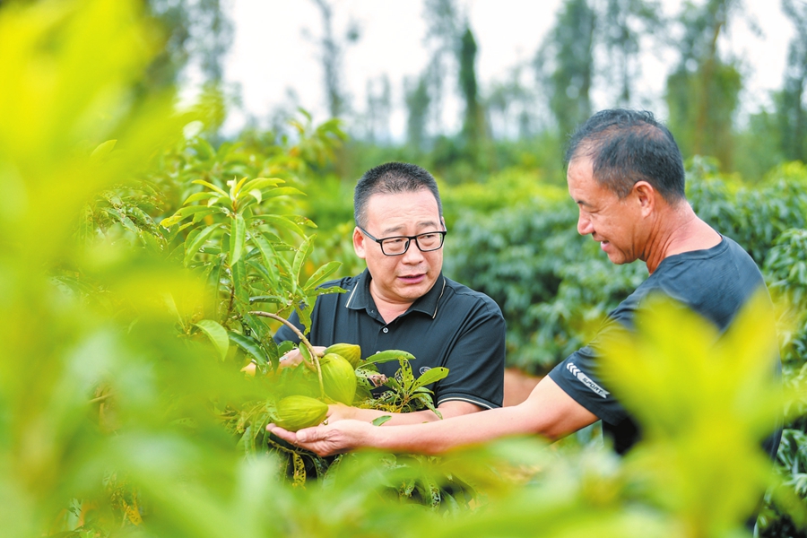 近日,在三门坡镇的热带优异果蔬种质资源圃,热科院品资所的工作人员(左)正在和农户一起查看作物生长情况。本报记者苏弼坤摄