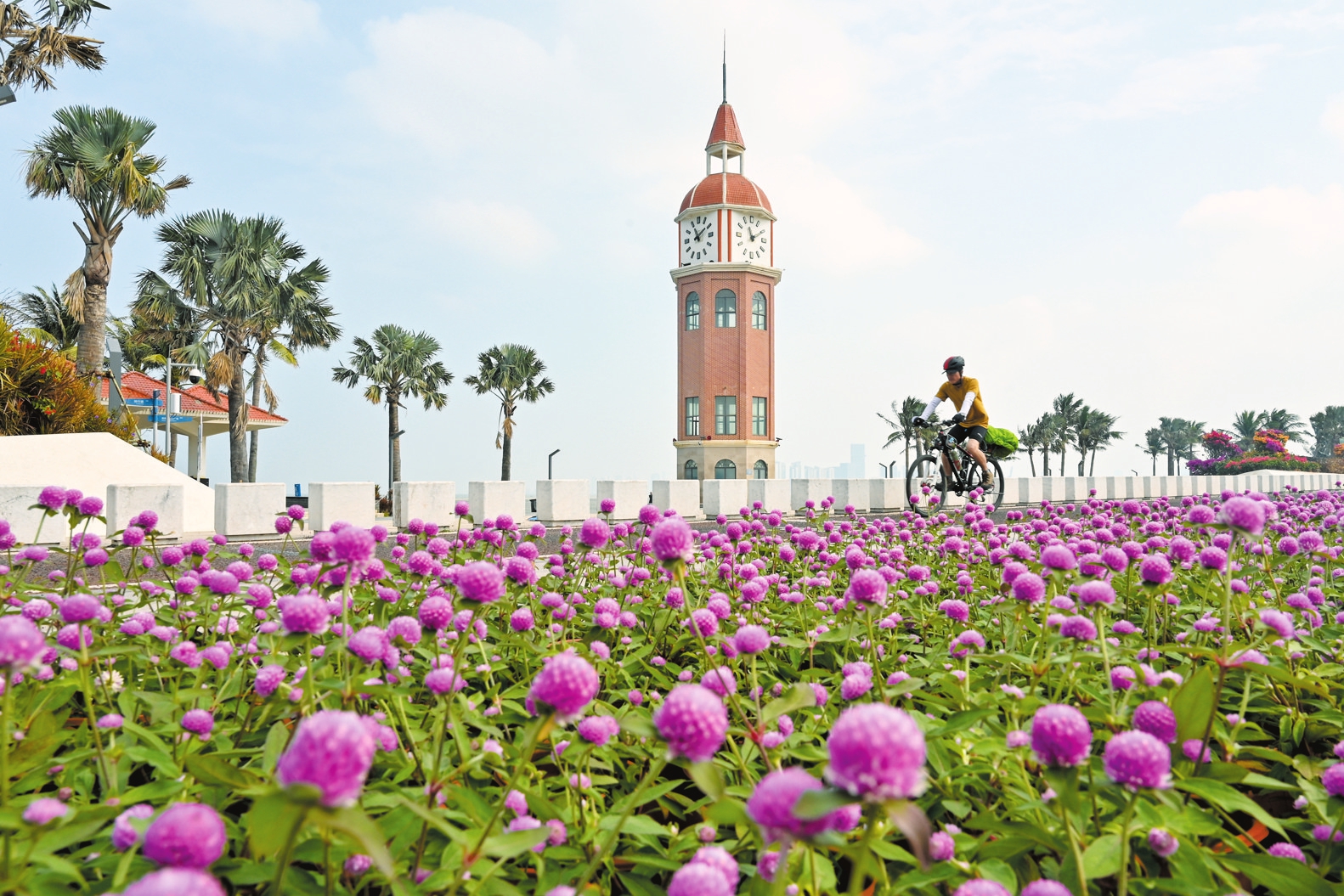 12月9日,海口市滨海大道布置的千日红明艳动人。本报记者 石中华 摄