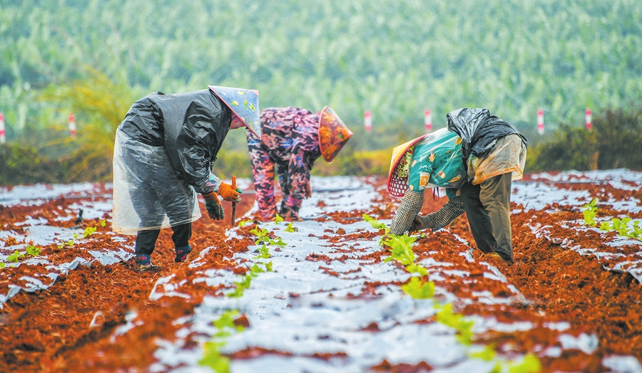 海口龙合村农户在移栽黄灯笼辣椒。本报记者 康登淋 摄