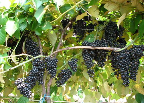 黑葡萄干的糖和铁的含量很高