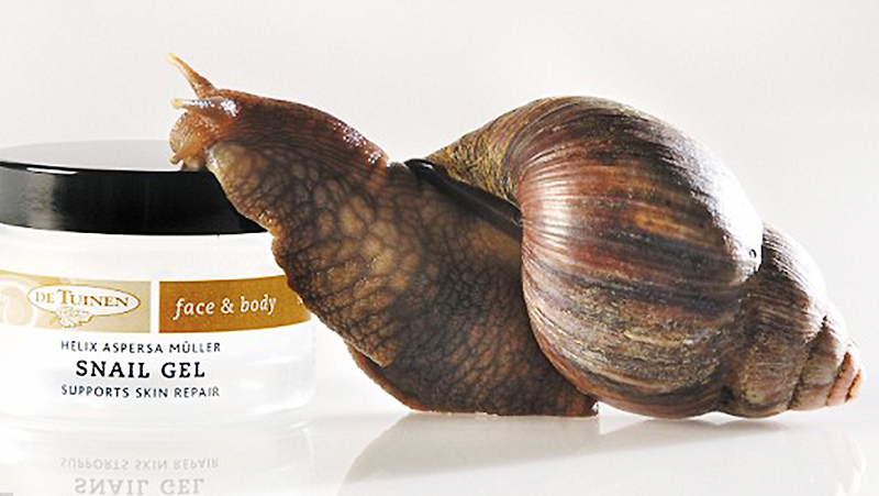 蜗牛的功效与作用是什么 U58P16T10D18732F256DT20130716153641.jpg