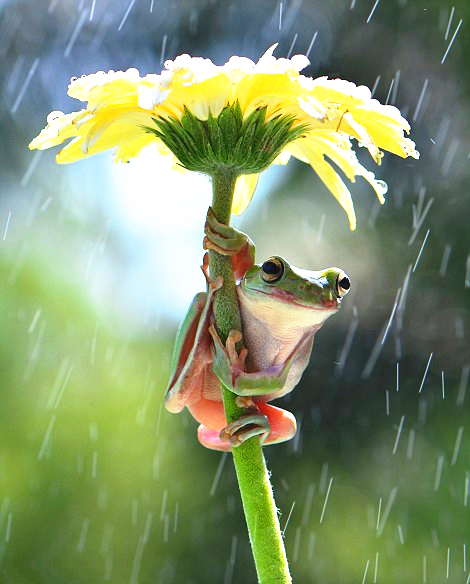 呆萌树蛙雨中抱"花伞"躲雨(6)