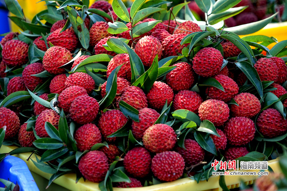 中新网海南频道网友走进永兴荔枝大比拼现场-