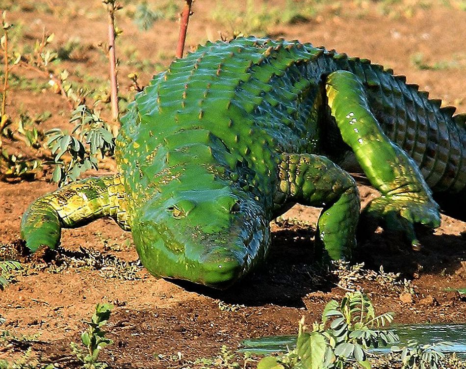 南非惊现“绿鳄鱼” (3)