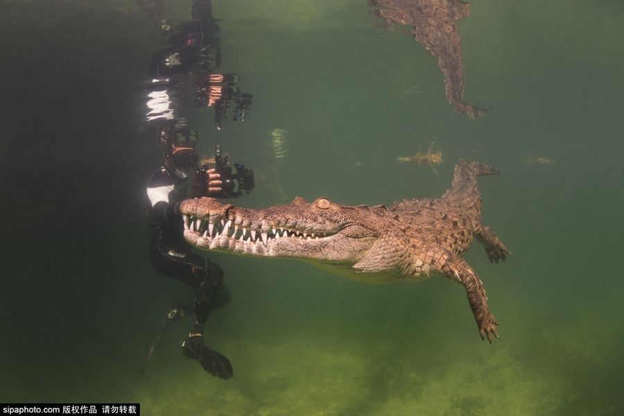 摄影师与鳄鱼亲密接触 拍写真 (6)