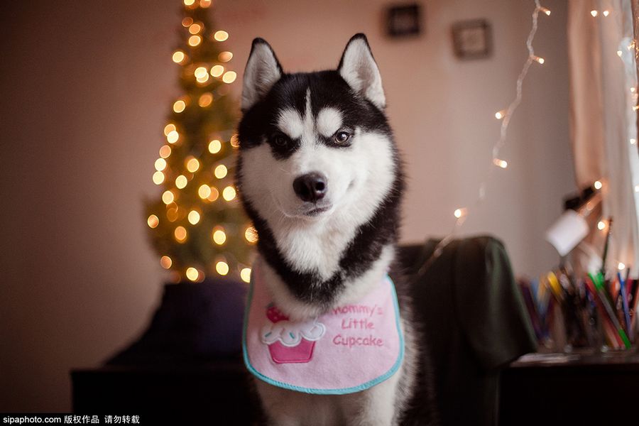 呆萌哈士奇上演变装秀