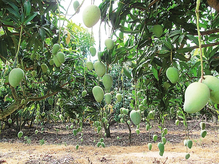 黎乡摘芒果 六月昌江 品芒 之旅16项活动邀您体