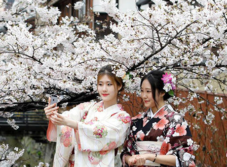 日本京都樱花烂漫 民众穿和服赏景