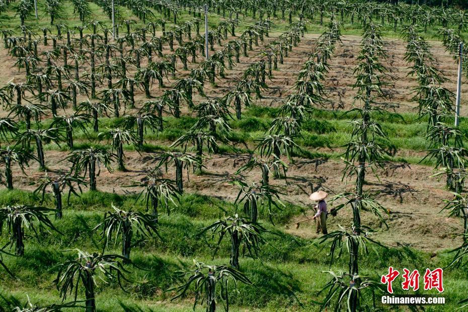 吉祥果:火龙果(6)