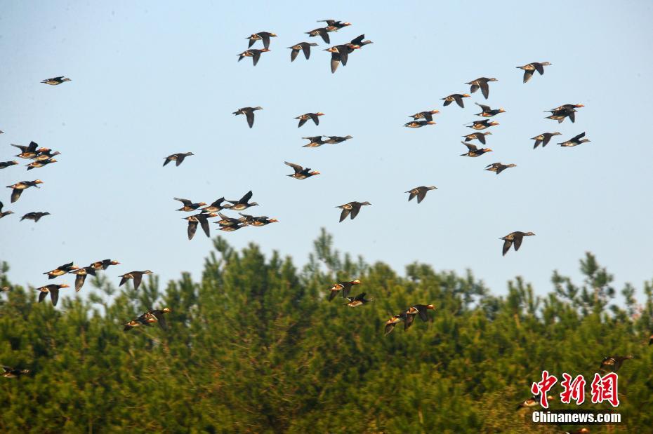 1600多对野生鸳鸯飞抵最美乡村婺源 越冬栖