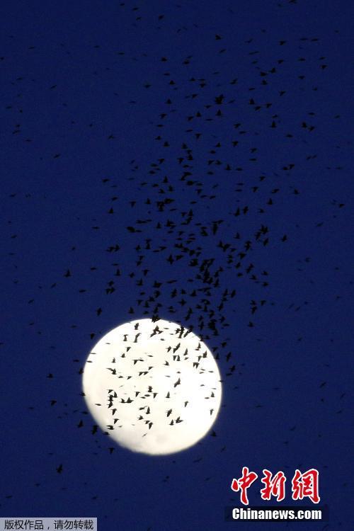 遮天蔽日 大量八哥鸟在罗马上空翱翔(4)
