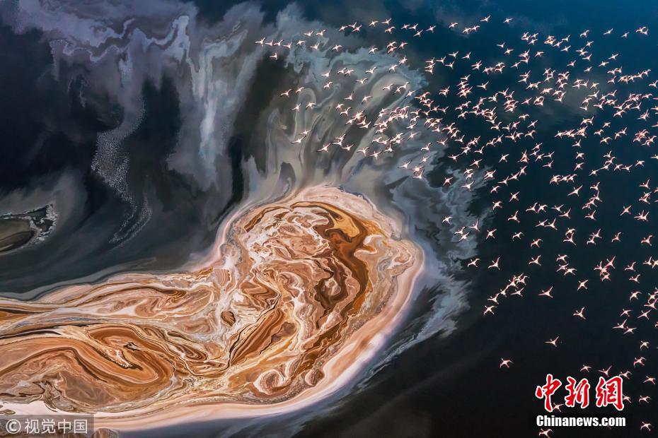 火烈鸟飞掠盐湖汇成粉红海洋