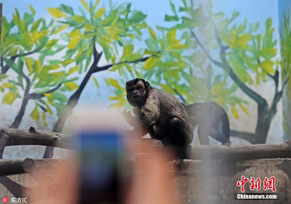 围观网红人脸猴 没有尖嘴猴腮天生国字脸