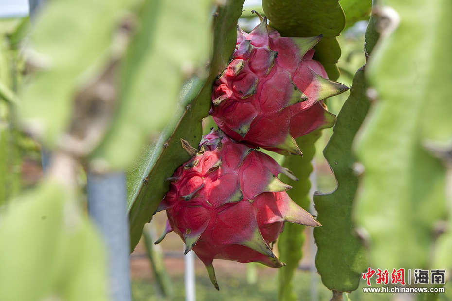 东方建成万亩火龙果基地 开创特色农业火红新