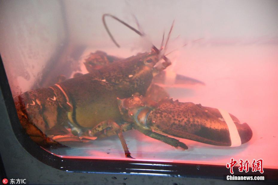 南京现抓龙虾机有胆来战