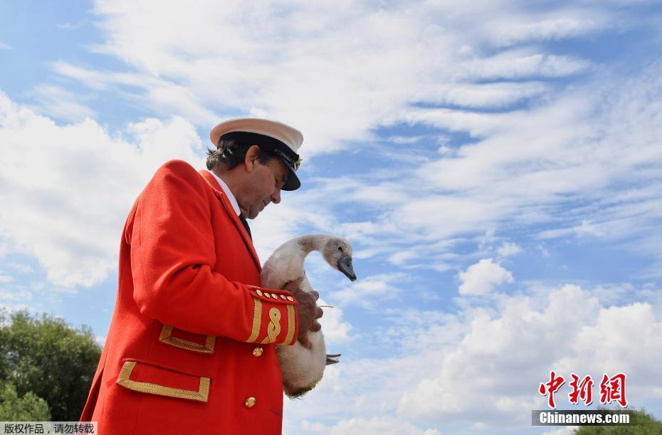 英国对天鹅开展年度人口普查 已有800年历史