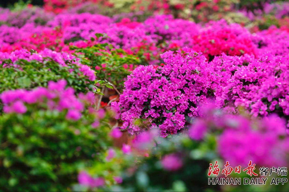 组图|海口:三角梅开成一片花海(3)