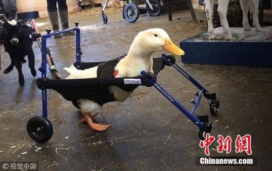 暖心!天生跛脚小鸭子获得微型轮椅学会走路