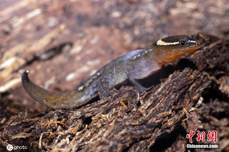 哥伦比亚发现世界最小蜥蜴 体长不足一枚硬币