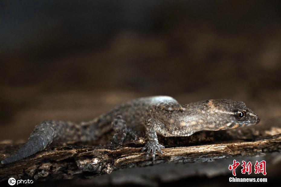 哥伦比亚发现世界最小蜥蜴 体长不足一枚硬币(3)