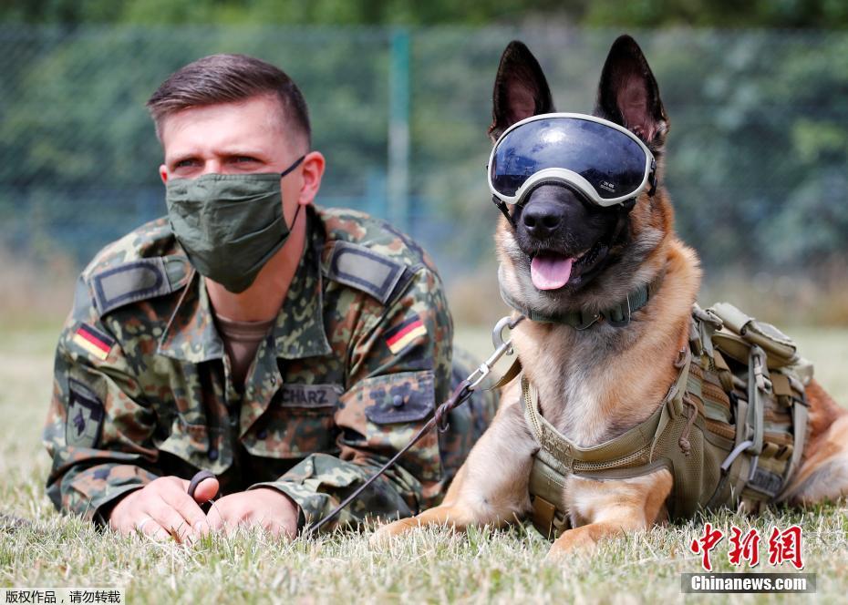 德国尝试训练军犬嗅检新冠病毒感染者 (3)