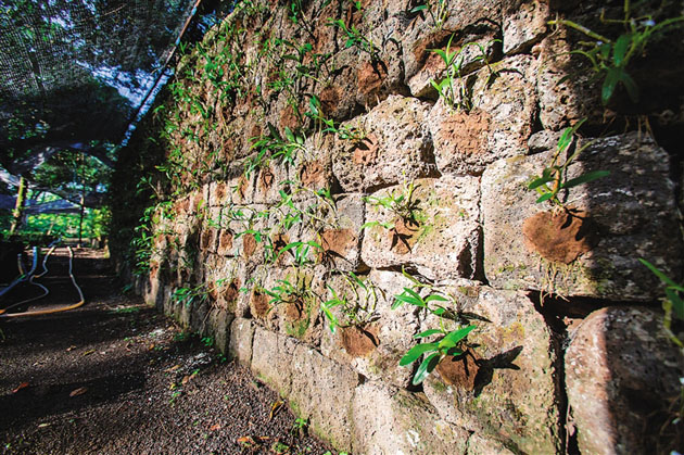 火山石上的舞者