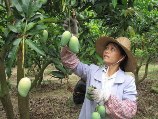 为果农圆梦 南湾猴岛生态旅游区在助梦路上(图
